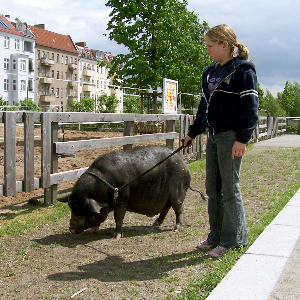 Kind führt Schwein spazieren auf der Jugendfarm