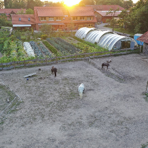 Gärtnerei, Esel und Pferde der Gut Adolphshof - Sozialtherapie