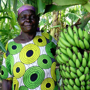 Landwirtschaftliche Trainings in Kenia, hier Anbau von Bananen