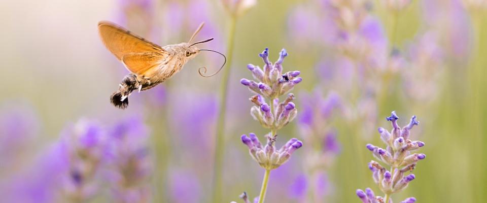 Braune Motte fliegt Lavendel an; David Bartus pexels