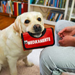 Medikamente bringen im Notfall, der blonde Labrador sieht dabei stolz in die Kamera. (c) mamy