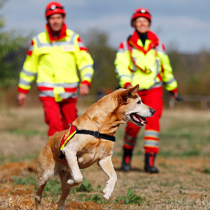 ©ASB/Hannibal: Ein Rettungshund bei der Suche nach Vermissten